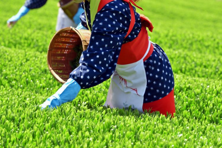 vụ trà mùa xuân vụ trà mùa xuân
